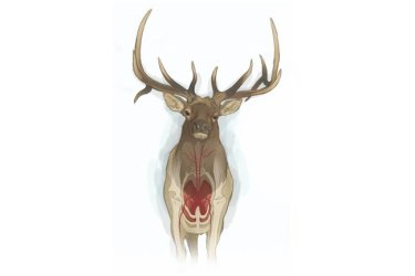 bowhunting-elk-frontal-shot.jpg