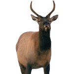 Montana Decoy Spike Elk.jpg