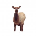 Montana Decoy Eichler Elk.jpg